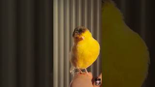 Burung Kenari lucu birds kicaumania viralvideo burungkicau [upl. by Whitnell]