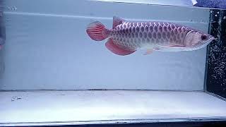 24K GH Arowana [upl. by Fablan577]