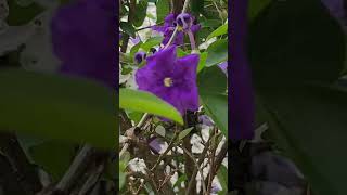 Flor Brunfelsia latifolia  Olha a Natureza [upl. by Eugene]