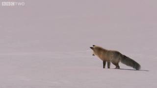 Fox Snow Dive  Yellowstone  BBC Two [upl. by Xenia]