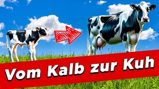 Vom Kalb zur Kuh – My KuhTube Film 909 [upl. by Eisus19]