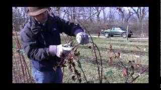 How to Prune Thornless Blackberries for Maximum Fruit Production  Early Spring Pruning Tips [upl. by Osborne]