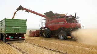 Case IH AXIAL FLOW 5140 wheat harvest 2024 [upl. by Dehlia]