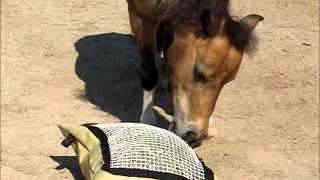 Mini Hay Pillow designed for miniature horses and ponies [upl. by Anaimad]