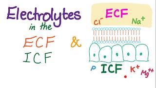 Electrolytes in the ECF and ICF  Sodium Potassium Chloride Calcium HCO3  Homeostasis [upl. by Bricker]