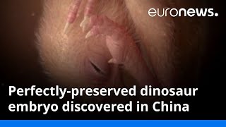 Perfectlypreserved dinosaur embryo discovered in China [upl. by Attennaj489]