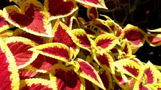 Solenostemon hybrida  Trusty Rusty Coleus  Solenostemon scutellarioides HD 01 [upl. by Akieluz]