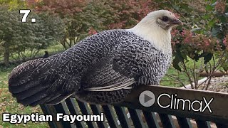 Top 10 Chicken Breeds You Should Eat  7 Egyptian Fayoumi  Known Fact  2020 [upl. by Teece290]