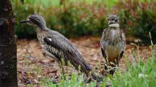 Bush Stonecurlews or Bush Thickknees Burhinus grallarius formerly Burhinus magnirostris [upl. by Hajile]