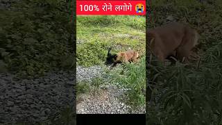 Doggy ने बच्चे की जान बचाई मगर उसके साथ जो हुआ 😭😭  shorts [upl. by Douville99]