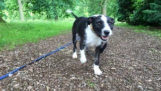 Watson  Staffie x Collie  4 Weeks Residential Dog Training  Dog Aggression [upl. by Aneahs]