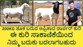 Dorper Sheep Farming in Madduru  KrushiLoka [upl. by Latnahs449]