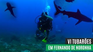 Mergulho com tubarões em FERNANDO DE NORONHA [upl. by Presley]