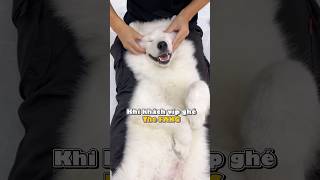 Khi khách vip Yue ghé The FANG 🫶❤️ dog pets thefang cutedog dogkindergarten [upl. by Sicular]