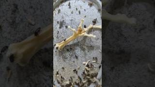 Flesheating Beetles Clean a Chicken Foot To The Bone timelapse Dermestid beetles Chicken foot [upl. by Mindi]