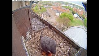 Derby Peregrines 2019 5 Four eggs visible at changeover [upl. by Lezlie]