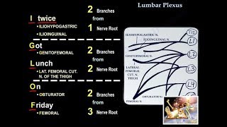 Lumbar Plexus  Everything You Need To Know  Dr Nabil Ebraheim [upl. by Eddy583]