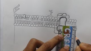 Fluid mosaic modelফ্লুইড মোজাইক মডেল step by stepFor beginnerকোষঝিল্লিhsc biology1 chupter1 [upl. by Amberly]