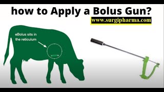 Metal bolus gun  How to Apply Capsules using the Bolus Gun at farms to animals [upl. by Akirderf]