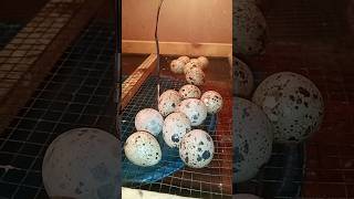 Quail eggs and chicken eggs [upl. by Stirling486]