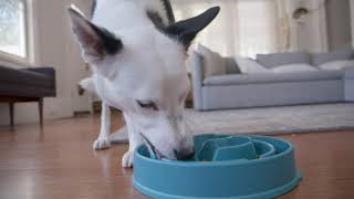 Easy DIY Slow Feeder for Dogs [upl. by Tayler]