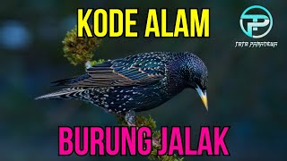 EREK EREK BURUNG JALAK 2D 3D 4D  KODE ALAM BURUNG JALAK  ARTI MIMPI BURUNG JALAK [upl. by Elery]