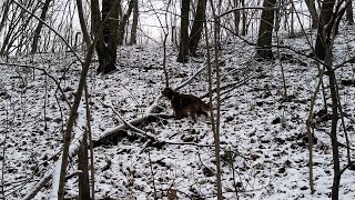 only Irish setter in snowcovered park nothing more here [upl. by Ramu986]