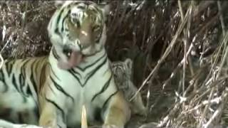 Tigress with 2 cubs in den site [upl. by Audley425]