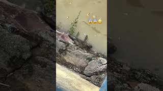 Water snake 🐍😱 पानी वाला सांप 🐍 phonk poison snake poisonousfish watersnake river safety [upl. by Fagaly]