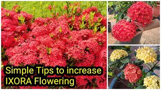 Ixora Flowering Tips  Ixora Plant care  തെച്ചി ചെടിയിൽ ഒത്തിരി പൂക്കൾ ഉണ്ടാകാൻ [upl. by Raama435]