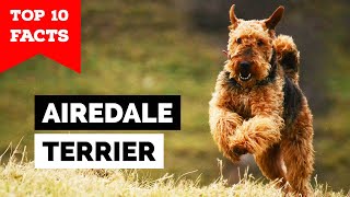 Airedale Terrier  Top 10 Facts [upl. by Ingunna]