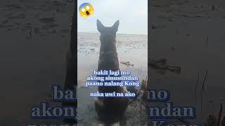 Ang talino mo talagasealifedoglover shortvideo [upl. by Eissak]