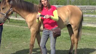 Rocktape  Equine Kinesiology Taping Introduction [upl. by Enirhtak]