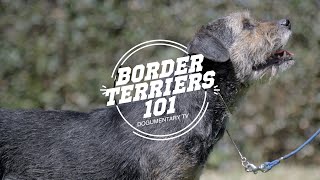 BORDER TERRIERS 101 [upl. by Jc]