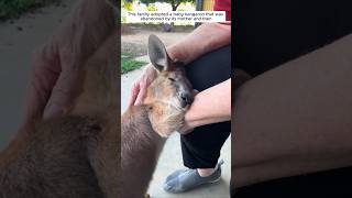 This family adopted a baby kangaroo that was abandoned by its mother and then animalshorts [upl. by Rochelle]