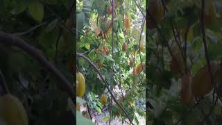 Gran cantidad de fruta de carambola 😱 campo shorts fruta carambola [upl. by Desberg920]