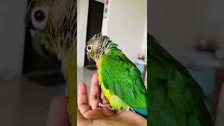 Naughty 👿 conure [upl. by Llednik]