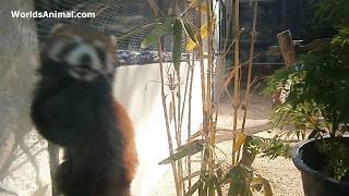 Red Panda Stress  Zoo Red Panda  Red Panda Videos 😥 [upl. by Ergener]