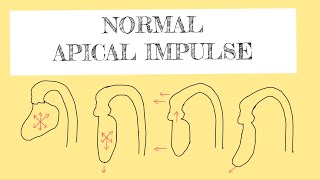 Normal apical impulse [upl. by Allred123]