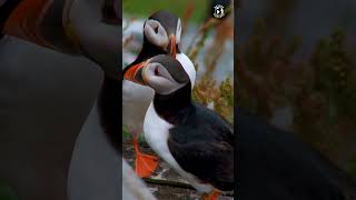 Atlantic Puffin an extraordinary avian species stands as a testament to the sheer beauty of nature [upl. by Aylatan]