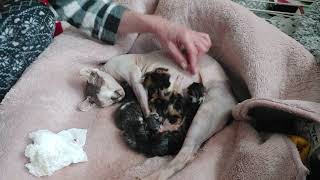 7 kittens so far part 4 Eva giving birth sphynx x maine coon kittens [upl. by Leviram171]