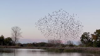 Starling murmuration at Dinton Pastures Nov 23 [upl. by Ganny]