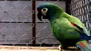 Ara maracana parrot [upl. by Leinoto]