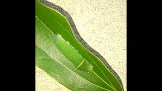 Common Bluebottle caterpillar [upl. by Ahsiak320]