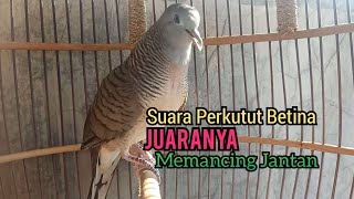 Perkutut Betina memanggil jantan 100 ampuh Bikin BIRAHI perkutut lokal gacor jantan dengan SEKETIKA [upl. by Auric]