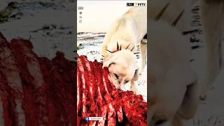 Akbash Dog Eating Meat shorts ytshorts viralshorts akbash [upl. by Janella]