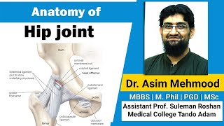 Anatomy of Hip Joint  Hindi  Urdu [upl. by Aneeres]