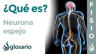 NEURONA ESPEJO  Qué son dónde se ubican y cuáles son sus funciones [upl. by Campagna787]