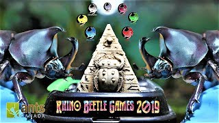 The Rhino Beetle Games  Epic Beetle Olympics [upl. by Eerdna]