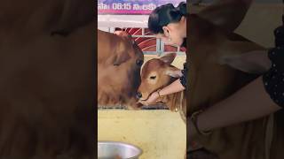 Very happy for Feeding to cow at Mallanna temple  viralvideo shorts trending youtubeshorts [upl. by Eiclek]